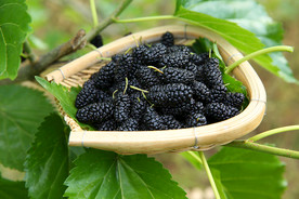 桑葚采摘 桑葚上市 桑甚果