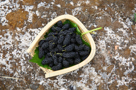 桑葚采摘 桑葚上市 桑甚果