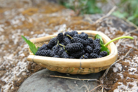 桑葚采摘 桑葚上市 桑甚果