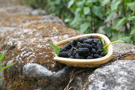 桑葚采摘 桑葚上市 桑甚果