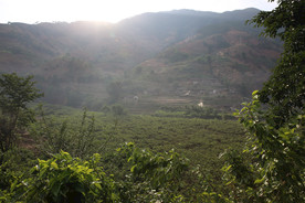 桑葚采摘 桑葚上市 桑甚果