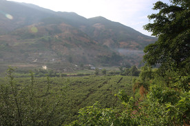 桑葚采摘 桑葚上市 桑甚果