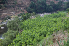 桑葚采摘 桑葚上市 桑甚果