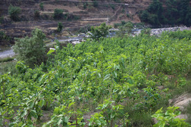 桑葚采摘 桑葚上市 桑甚果