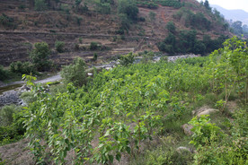 桑葚采摘 桑葚上市 桑甚果