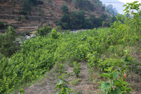 桑葚采摘 桑葚上市 桑甚果