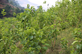 桑葚采摘 桑葚上市 桑甚果