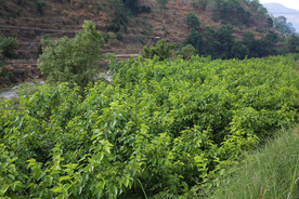 桑葚采摘 桑葚上市 桑甚果