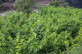 桑葚采摘 桑葚上市 桑甚果