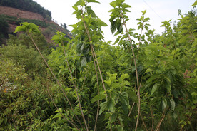 桑葚采摘 桑葚上市 桑甚果