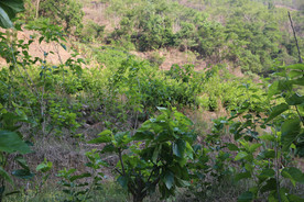 桑葚采摘 桑葚上市 桑甚果