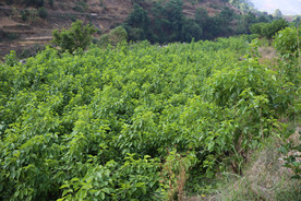 桑葚采摘 桑葚上市 桑甚果