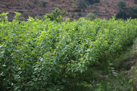 桑葚采摘 桑葚上市 桑甚果