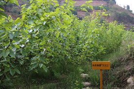 桑葚采摘 桑葚上市 桑甚果