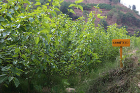 桑葚采摘 桑葚上市 桑甚果