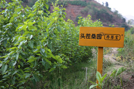 桑葚采摘 桑葚上市 桑甚果