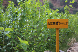 桑葚采摘 桑葚上市 桑甚果