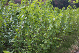 桑葚采摘 桑葚上市 桑甚果