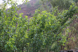 桑葚采摘 桑葚上市 桑甚果