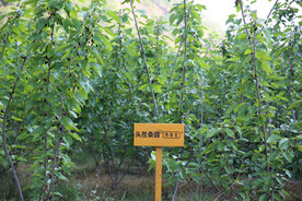 桑葚采摘 桑葚上市 桑甚果