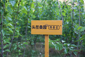 桑葚采摘 桑葚上市 桑甚果