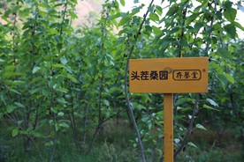 桑葚采摘 桑葚上市 桑甚果