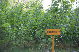 桑葚采摘 桑葚上市 桑甚果