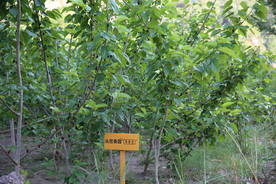 桑葚采摘 桑葚上市 桑甚果