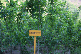 桑葚采摘 桑葚上市 桑甚果