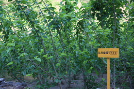 桑葚采摘 桑葚上市 桑甚果