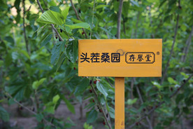 桑葚采摘 桑葚上市 桑甚果