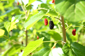 桑葚采摘 桑葚上市 桑甚果