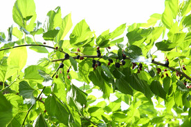 桑葚采摘 桑葚上市 桑甚果