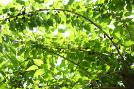 桑葚采摘 桑葚上市 桑甚果