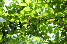 桑葚采摘 桑葚上市 桑甚果