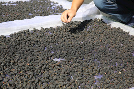 桑葚采摘 桑葚上市 桑甚果