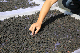 桑葚采摘 桑葚上市 桑甚果