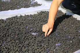 桑葚采摘 桑葚上市 桑甚果