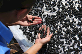 桑葚采摘 桑葚上市 桑甚果