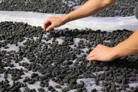 桑葚采摘 桑葚上市 桑甚果