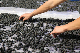 桑葚采摘 桑葚上市 桑甚果