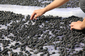 桑葚采摘 桑葚上市 桑甚果