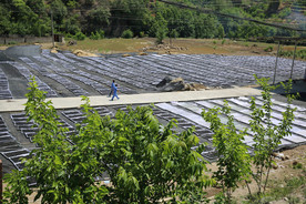 桑葚采摘 桑葚上市 桑甚果