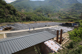 桑葚采摘 桑葚上市 桑甚果