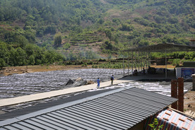 桑葚采摘 桑葚上市 桑甚果