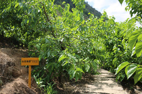 桑葚采摘 桑葚上市 桑甚果