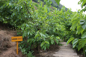 桑葚采摘 桑葚上市 桑甚果