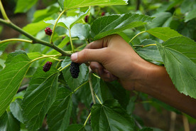 桑葚采摘 桑葚上市 桑甚果