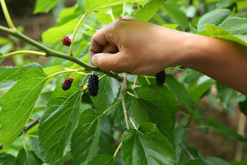 桑葚采摘 桑葚上市 桑甚果