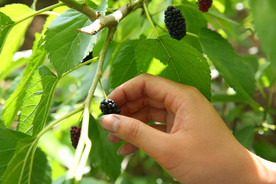 桑葚采摘 桑葚上市 桑甚果